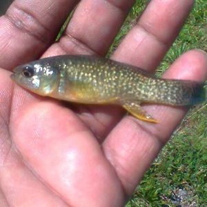 Meet your Posher, Adm